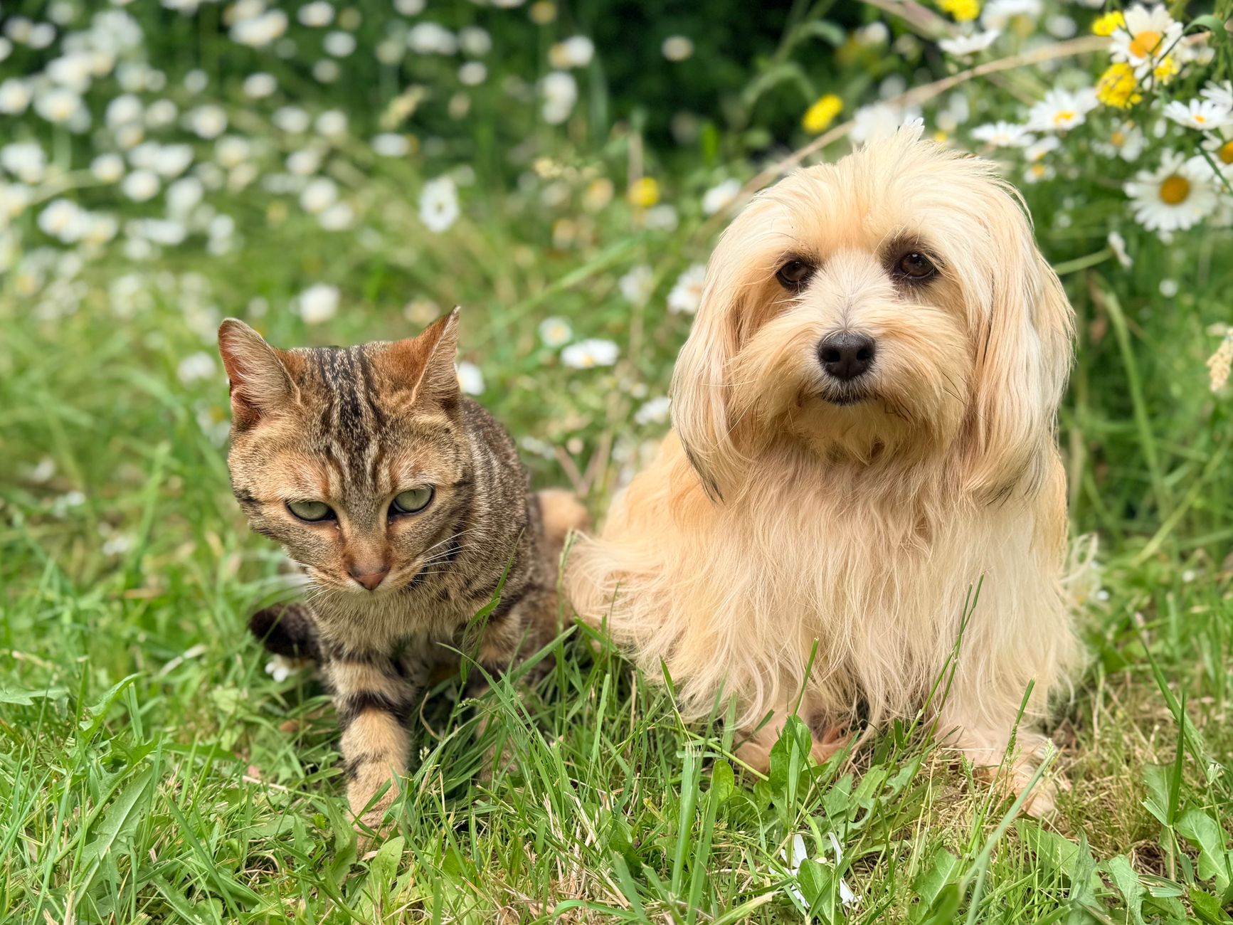 Lloyds Pet Insurance